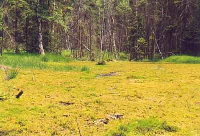hochmoor.jpg