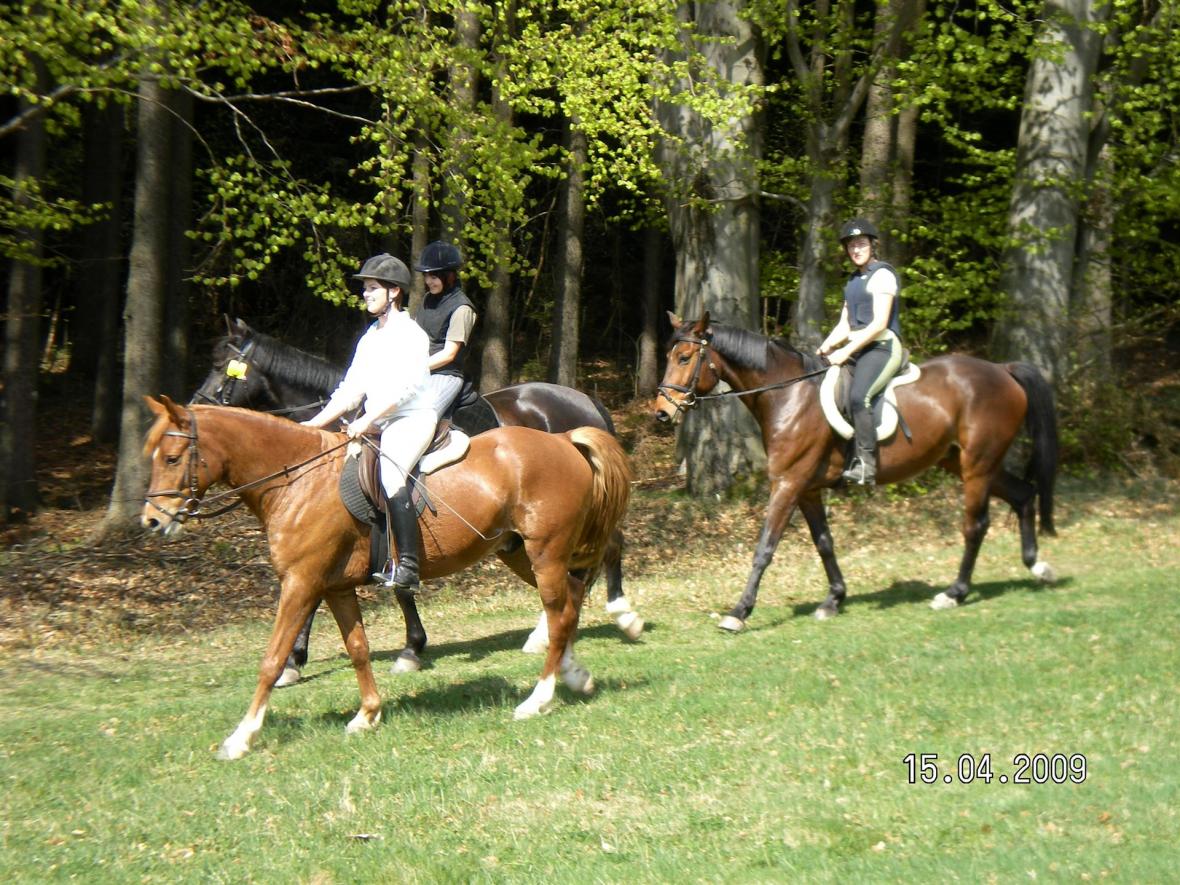 Reiten
