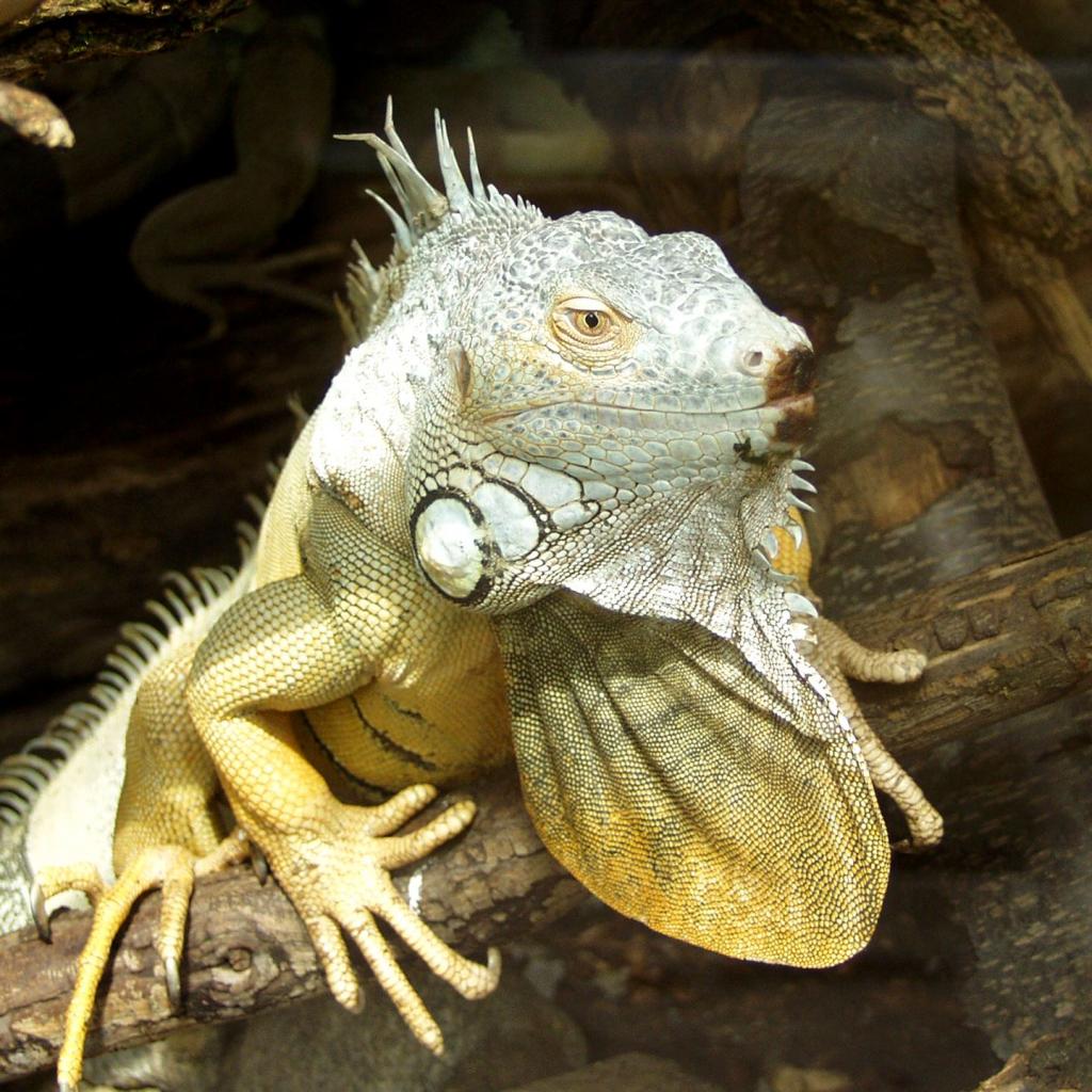 Tiergarten Falkenstein