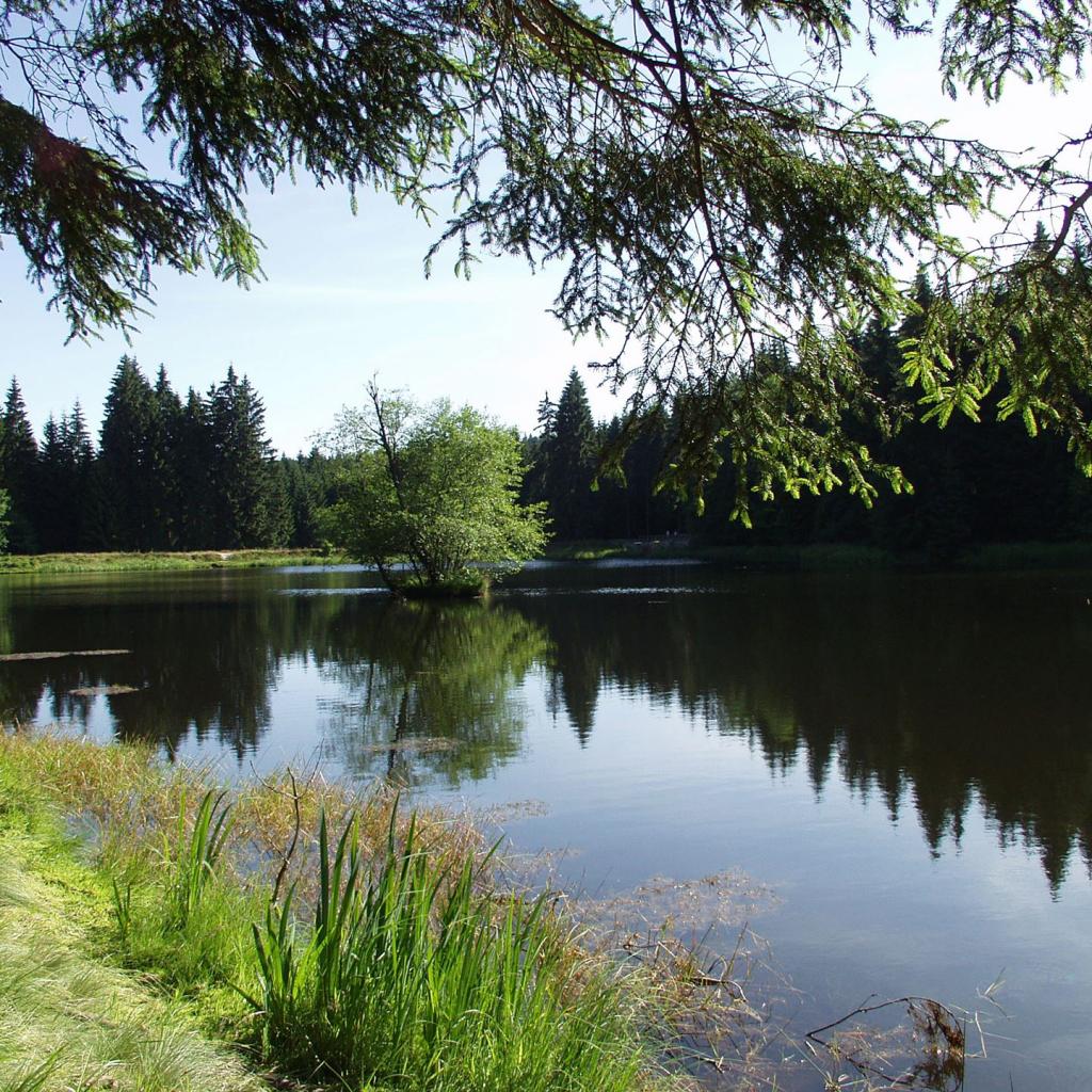 Hirschteich Grünheide